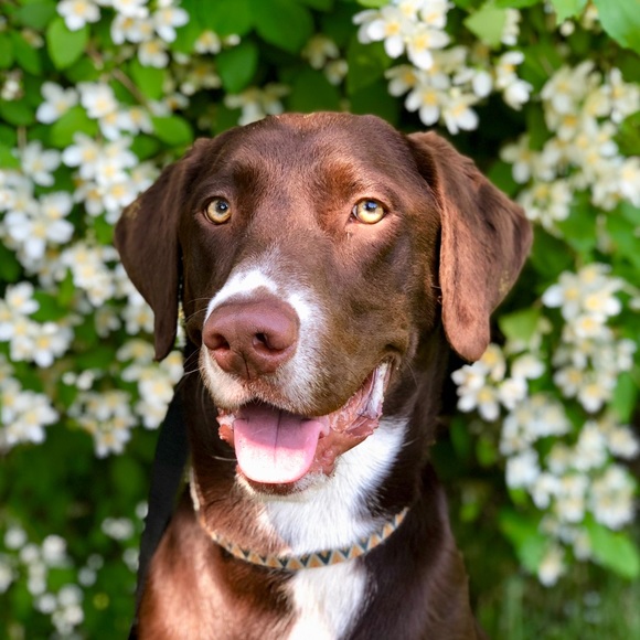 Meet your Posher, Shelby - Picture 1 of 1